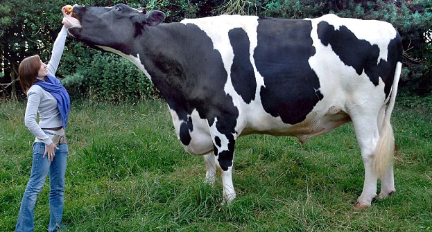 20 Hewan raksasa ini tak disangka hidup di sekitarmu, sumpah ngeri!