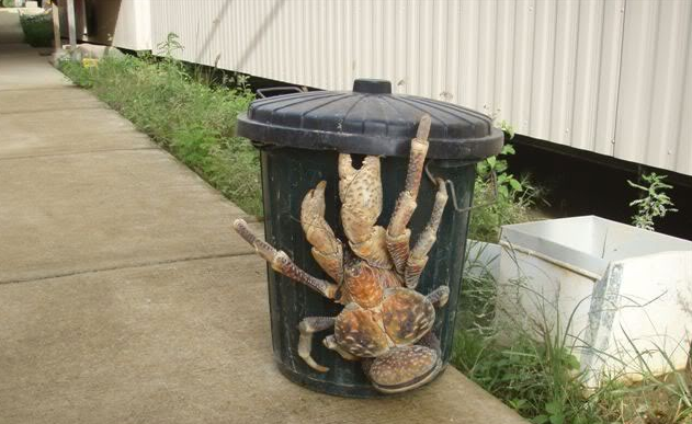 20 Hewan raksasa ini tak disangka hidup di sekitarmu, sumpah ngeri!