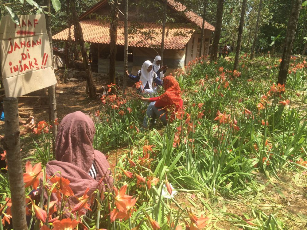 Pemilik kebun Amarillys: Ini sebenarnya bunga untuk dijual Pemilik kebun Amarillys: Ini sebenarnya bunga untuk dijual