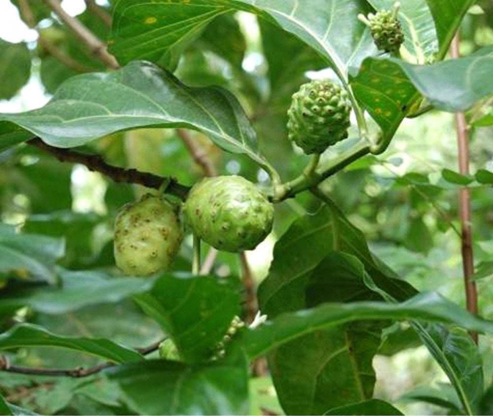 15 Buah-buahan langka yang kini banyak dirindukan 