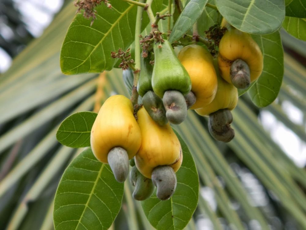 15 Buah-buahan langka yang kini banyak dirindukan 