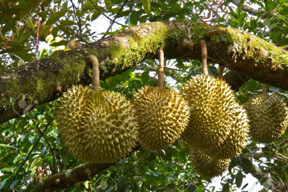 15 Buah Ini Tampilannya Nggak Menarik Tapi Rasanya Maknyus Coba 15 Buah Ini Tampilannya Nggak Menarik Tapi Rasanya Maknyus Coba