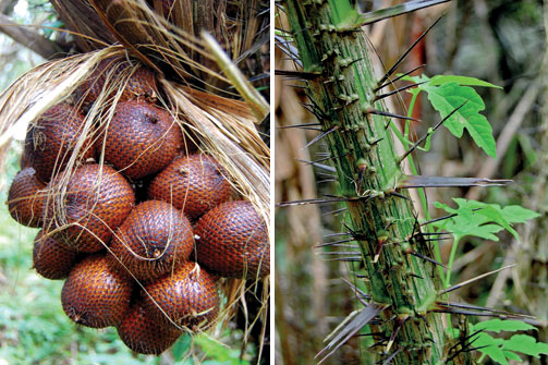 15 Buah ini tampilannya nggak menarik tapi rasanya maknyus, coba ya? 15 Buah ini tampilannya nggak menarik tapi rasanya maknyus, coba ya?