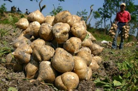 15 Buah ini tampilannya nggak menarik tapi rasanya maknyus, coba ya? 15 Buah ini tampilannya nggak menarik tapi rasanya maknyus, coba ya?