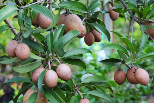 15 Buah ini tampilannya nggak menarik tapi rasanya maknyus, coba ya? 15 Buah ini tampilannya nggak menarik tapi rasanya maknyus, coba ya?