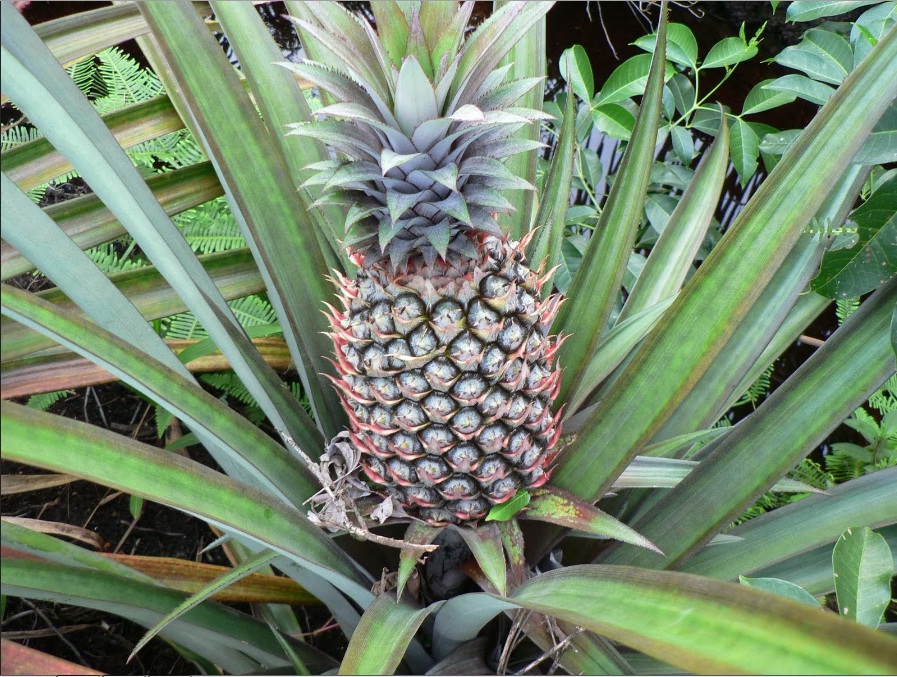 15 Buah ini tampilannya nggak menarik tapi rasanya maknyus, coba ya? 15 Buah ini tampilannya nggak menarik tapi rasanya maknyus, coba ya?