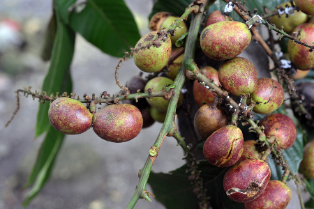 15 Buah ini tampilannya nggak menarik tapi rasanya maknyus, coba ya? 15 Buah ini tampilannya nggak menarik tapi rasanya maknyus, coba ya?