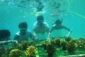 Peduli alam, 50 mahasiswa lakukan transplantasi terumbu karang, top!