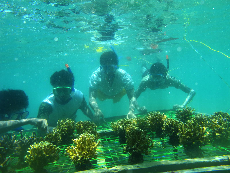 Peduli alam, 50 mahasiswa lakukan transplantasi terumbu karang, top!
