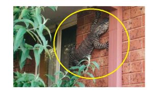 Pria ini temukan kadal raksasa merayap di dinding rumahnya, serem!