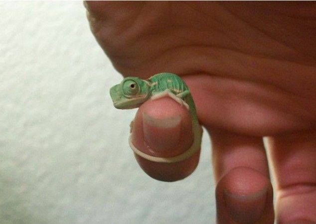 17 Gambar binatang mini ini imut banget, kamu pasti suka!