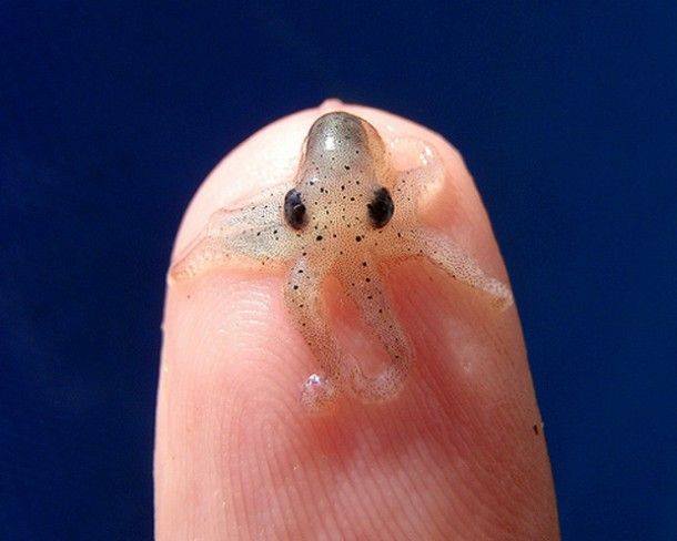 17 Gambar binatang mini ini imut banget, kamu pasti suka!