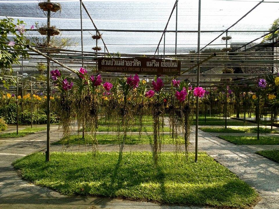'Me Time' ala Norma di Mae Sa Orchid Farm, Thailand