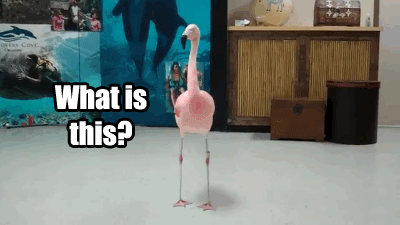 15 Meme yang hanya dipahami oleh fans EDM, kamu yang mana?