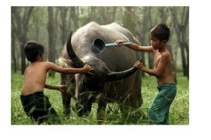 Kerbau Indonesia diprediksi punah di tahun 2031, kok bisa?