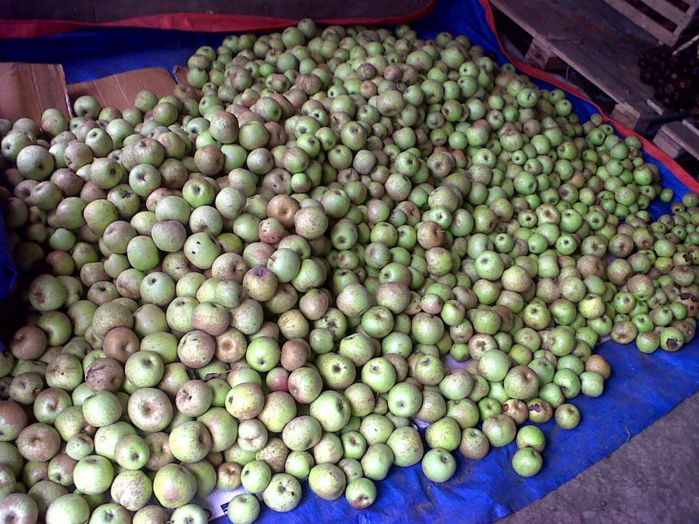 10 Jenis apel ini pasti pernah kamu cicipi, mana yang favorit? 10 Jenis apel ini pasti pernah kamu cicipi, mana yang favorit?