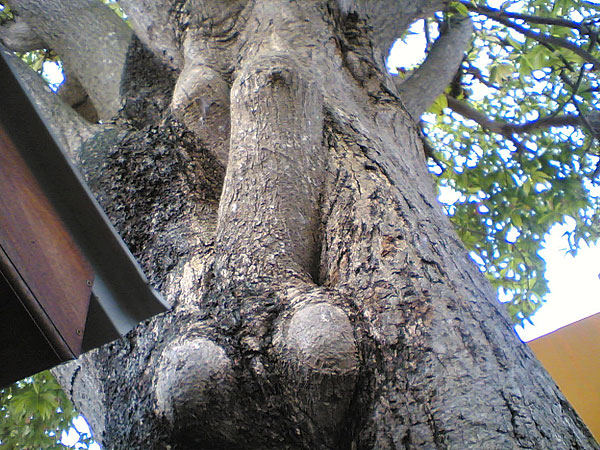 35 Hal ini mirip alat kelamin pria, ya nggak sih?