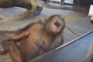 Orangutan ini ngakak 'guling-guling' sendiri, ada apa ya?