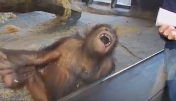 Orangutan ini ngakak 'guling-guling' sendiri, ada apa ya?