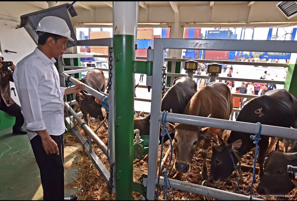 Kapal ternak berlabuh di Jakarta, Jokowi blusukan kandang sapi