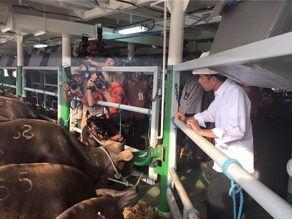 Kapal ternak berlabuh di Jakarta, Jokowi blusukan kandang sapi
