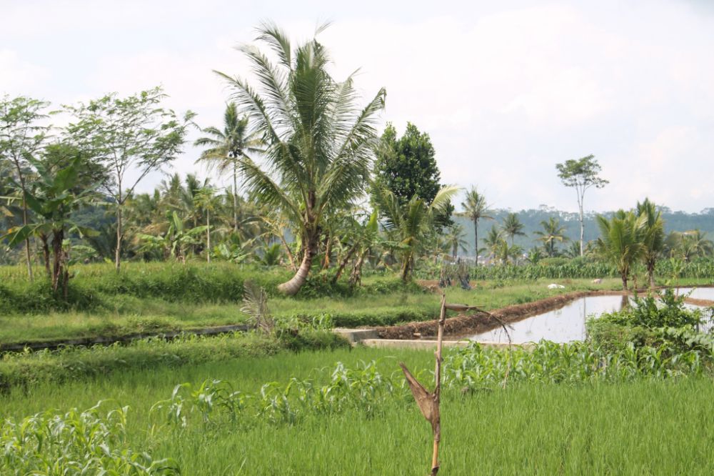 10 Hal menarik saat berlibur di desa, kamu tidak dapat menemui di kota