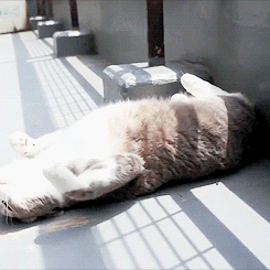 15 Pelajaran hidup yang bisa kamu petik dari tingkah laku kucing 15 Pelajaran hidup yang bisa kamu petik dari tingkah laku kucing