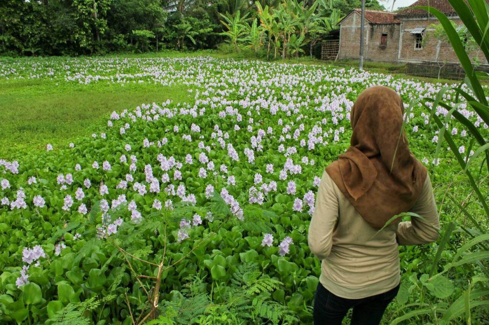 Cerita di balik taman bunga eceng gondok Jogja, semoga tak rusak lagi