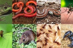 9 Hewan ini bisa saja sering masuk rumah kamu saat musim hujan