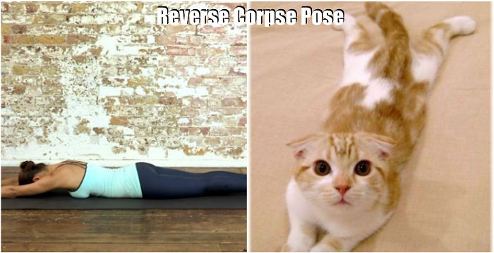 18 Foto ini tunjukkan kalau hewan ternyata bisa gerakan yoga, lucu!