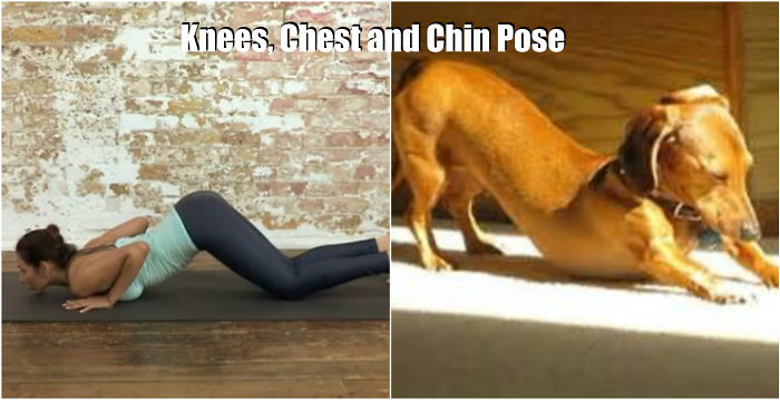 18 Foto ini tunjukkan kalau hewan ternyata bisa gerakan yoga, lucu!