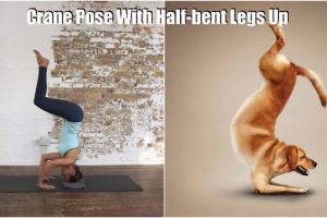 18 Foto ini tunjukkan kalau hewan ternyata bisa gerakan yoga, lucu!