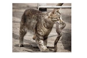 Pelihara kucing ternyata mencegah ular masuk ke rumah, kok bisa?