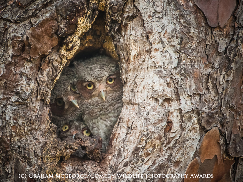 13 Pemenang penghargaan aksi hewan paling lucu! 13 Pemenang penghargaan aksi hewan paling lucu!