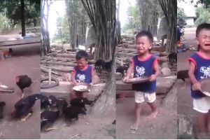 VIDEO: Bocah ini menangis kencang ketika makanannya dikeroyok ayam