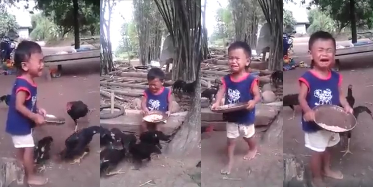 VIDEO: Bocah ini menangis kencang ketika makanannya dikeroyok ayam