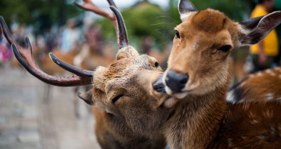 Hewan juga punya cinta, 15 foto paling menyentuh ini buktinya!