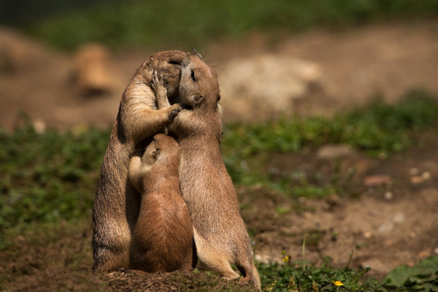 Hewan juga punya cinta, 15 foto paling menyentuh ini buktinya!