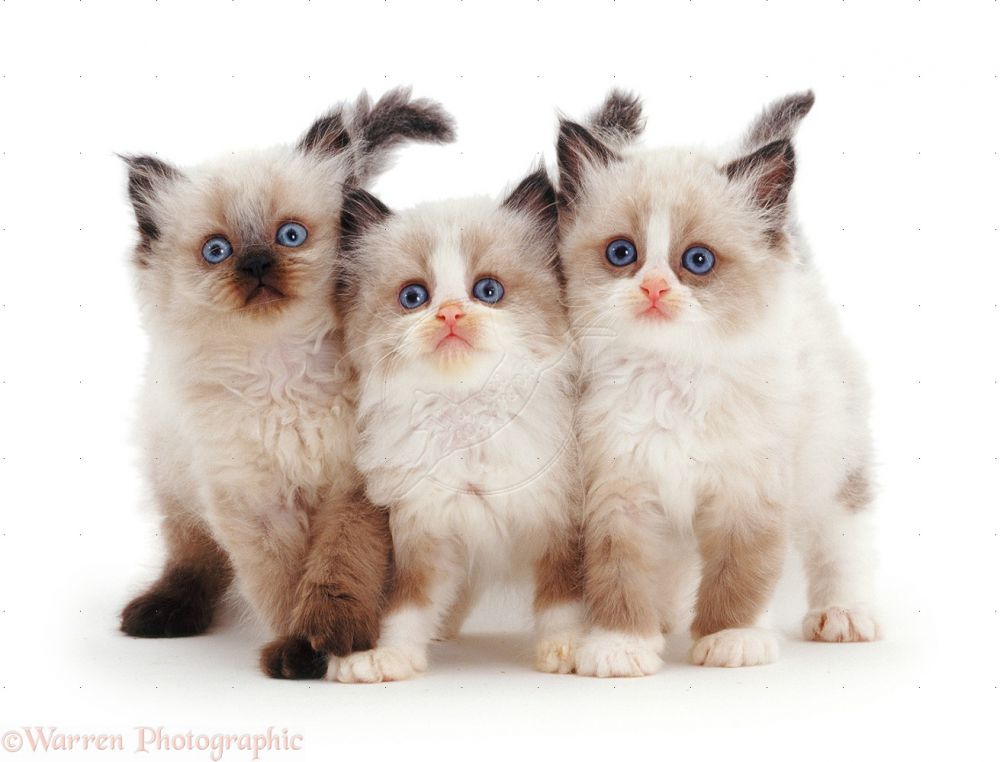 Ini 13 ras kucing paling lucu sedunia, kamu mau pelihara yang mana?