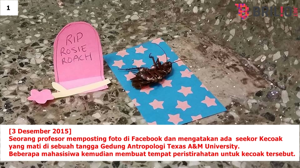 Pertama dalam sejarah, puluhan orang ini berduka atas kematian kecoak Pertama dalam sejarah, puluhan orang ini berduka atas kematian kecoak