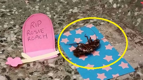 Pertama dalam sejarah, puluhan orang ini berduka atas kematian kecoak