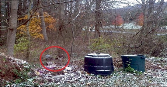 Kamu jenius jika bisa menemukan rusa dalam 6 foto ini, coba aja!