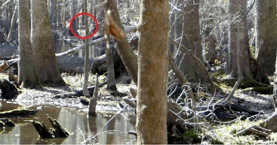 Kamu jenius jika bisa menemukan rusa dalam 6 foto ini, coba aja!