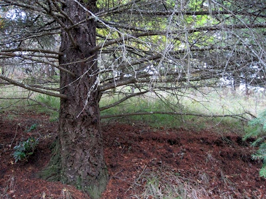 Kamu jenius jika bisa menemukan rusa dalam 6 foto ini, coba aja!