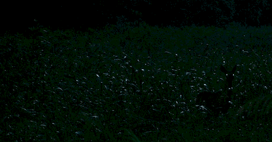 Kamu jenius jika bisa menemukan rusa dalam 6 foto ini, coba aja!