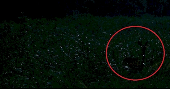 Kamu jenius jika bisa menemukan rusa dalam 6 foto ini, coba aja!