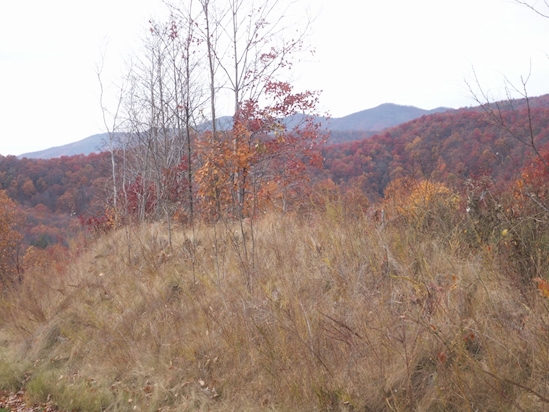 Kamu jenius jika bisa menemukan rusa dalam 6 foto ini, coba aja!