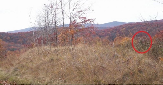 Kamu jenius jika bisa menemukan rusa dalam 6 foto ini, coba aja!