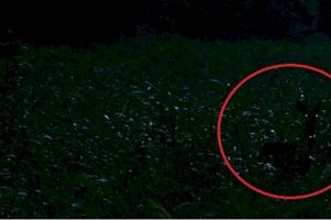 Kamu jenius jika bisa menemukan rusa dalam 6 foto ini, coba aja!