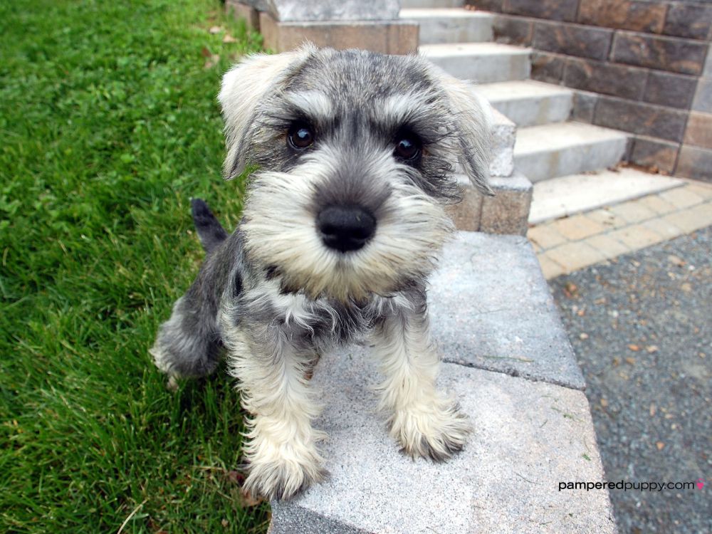 10 Anjing mini yang populer dipelihara dan bikin gemas, sumpah imut!